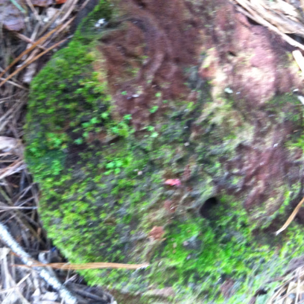 rock cap moss Project Noah