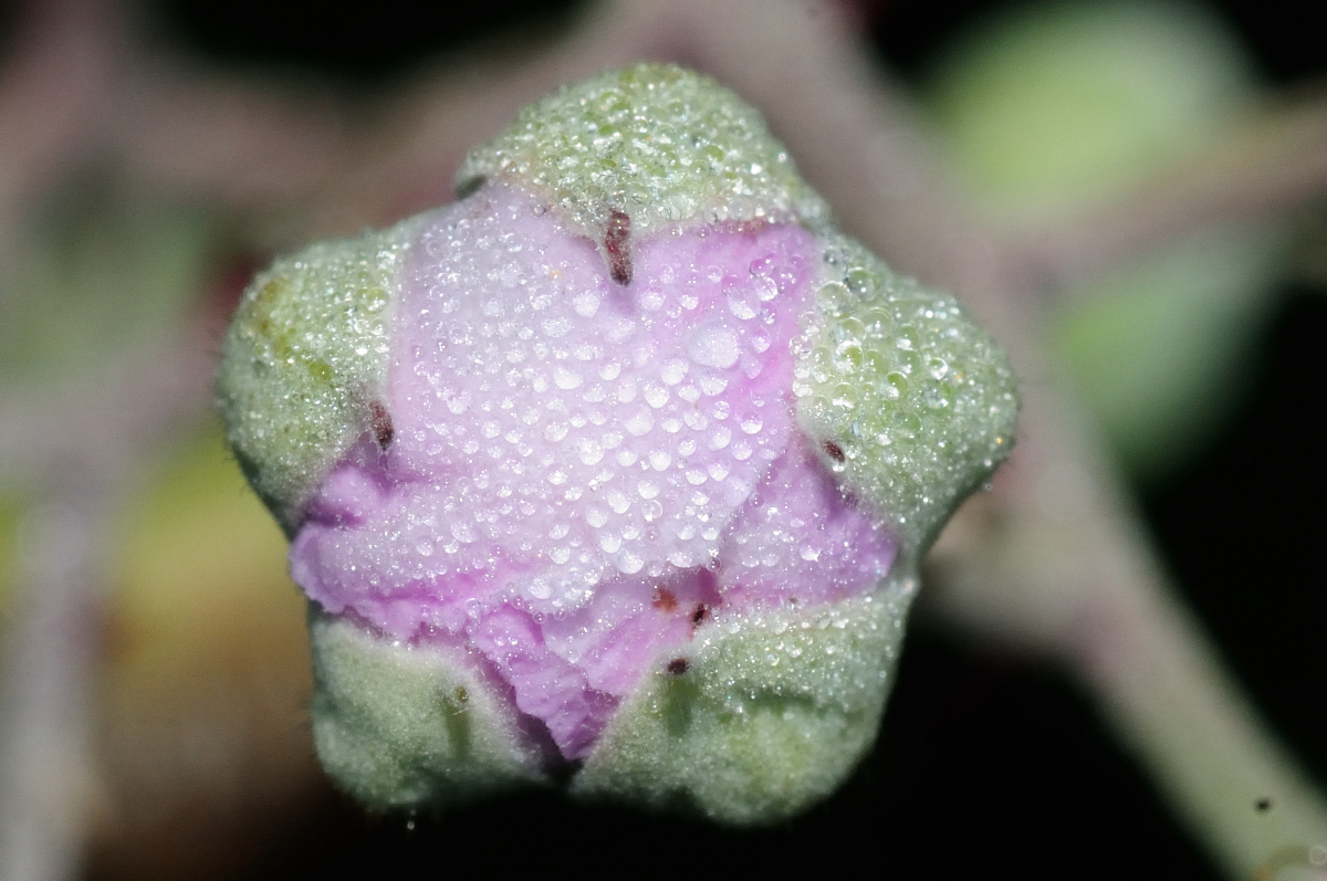 Blackberry flower bud, capullo de zarzamora