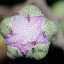 Blackberry flower bud, capullo de zarzamora