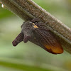 Two-horned brown treehopper