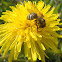 Abeja europea, European honey bee