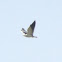 Black Winged Kite