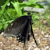 Eastern Black Swallowtail  - ovipositing