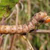 Spiny oakworm moth (larva)