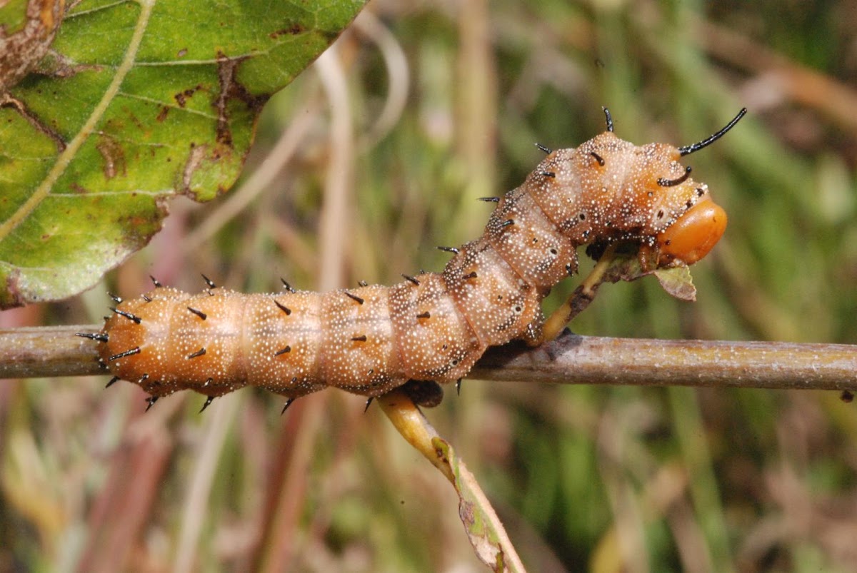 Spiny oakworm moth (larva)