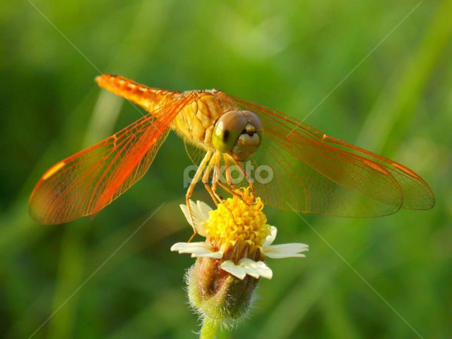 capung dan bunga :)hasil nyemak pagi ini di marakash 8 Maret 2015 by Ilham Fotografer - Animals Insects & Spiders
