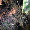 spiders' web(s)