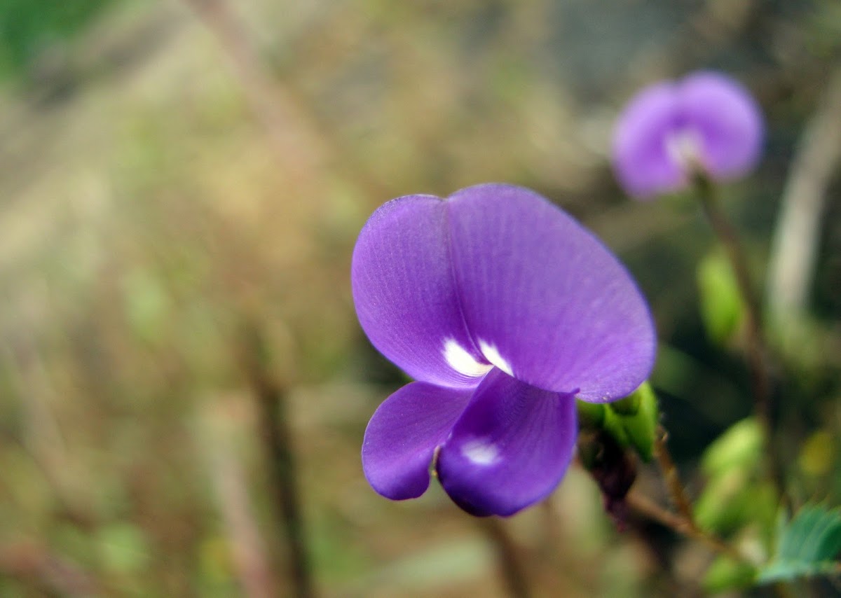 Purple Smithia
