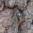 Wasp-mimic Longhorn Beetle