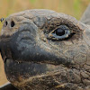 Alcedo tortoise