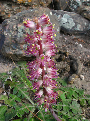 TÌNH YÊU CÂY CỎ ĐV 5 - Page 74 BhVS80seeGJeN7qrzoxbU5nmR673xvOWnFwJ_QA8JWdJY_9wSXvYg_N8zslGX4JiW34n3NqzF7ImFCna219irQ=s600