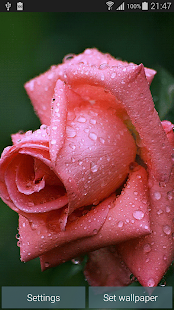 Dewy Rose