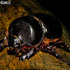 Rhinoceros beetle