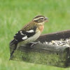 Rose-breasted Grosbeak