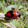 Red and black leaf beetle