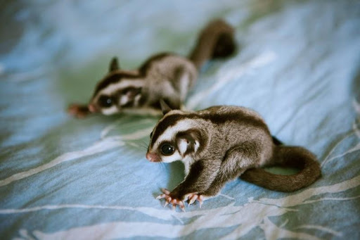 Sugar Glider HD Wallpaper