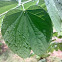 कचनार का पत्ता (Leaf of Kachnaar)