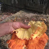 Sulphur Shelf Mushroom