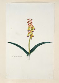 Lachenalia aloides (L.f.) Engl. var. quadricolor.