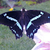 Blue-banded swallowtail