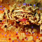 Zebra Urchin Crab (with eggs)