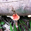 Red/Orange Turkey Tail Fungus