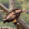 Hooded Vulture