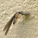 Jumping Spider & Termite queen