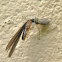 Jumping Spider & Termite queen