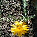 Desert Sunflower