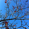 Callery Pear tree (fruit and fall foliage)