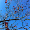 Callery Pear tree (fruit and fall foliage)