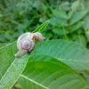 An Unknown Snail ( एक अज्ञात घोंघा )