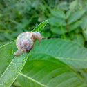An Unknown Snail ( एक अज्ञात घोंघा )