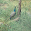 Indian Peafowl