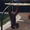 Sumatran Orangutan