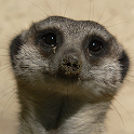 Animals Spot the Difference logo
