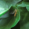 Ichneumon or Braconid wasp?