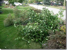 Fall Prunings