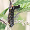 Peacock Butterfly (caterpillar)