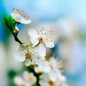 Spring HD wallpaper icon