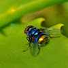 Copper-tailed Blowfly