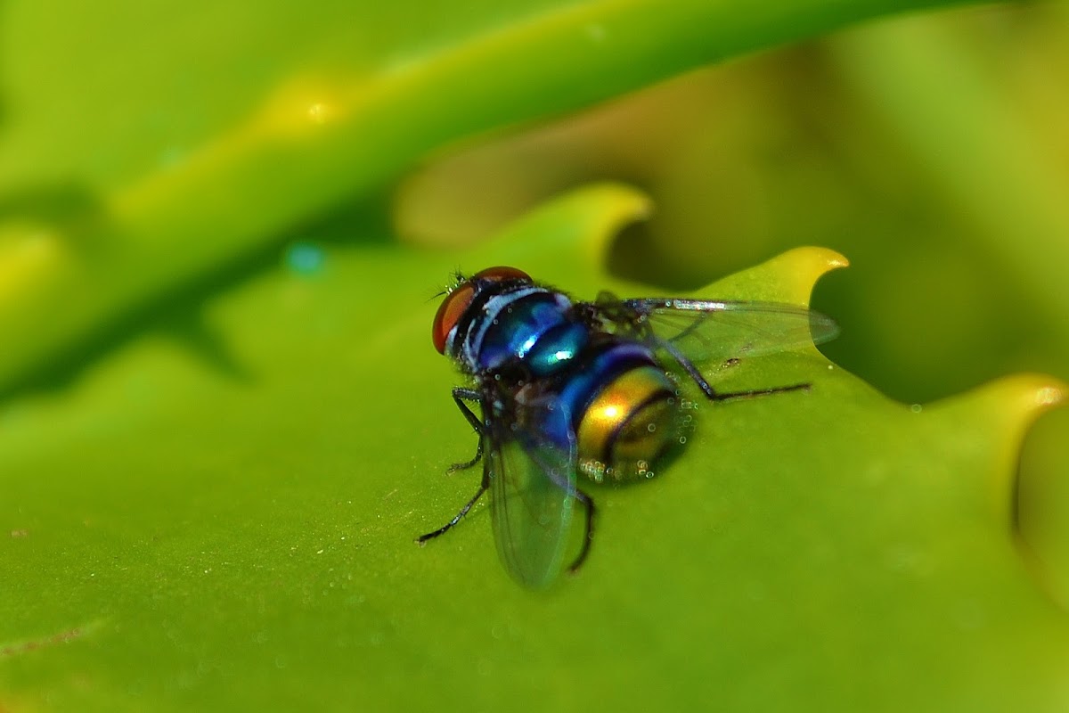 Copper-tailed Blowfly