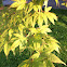 Japanese red maple