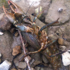 Northern Crayfish