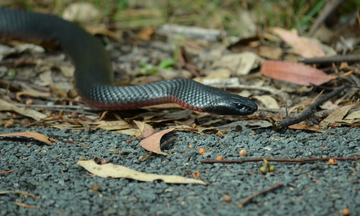 Red-bellied black snake