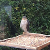 Sparrow Hawk