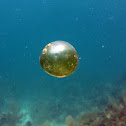 Sea Pearl Alga