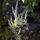 Pfriemen-Geweihflechte (lichen)