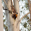 Black-rumped Flameback